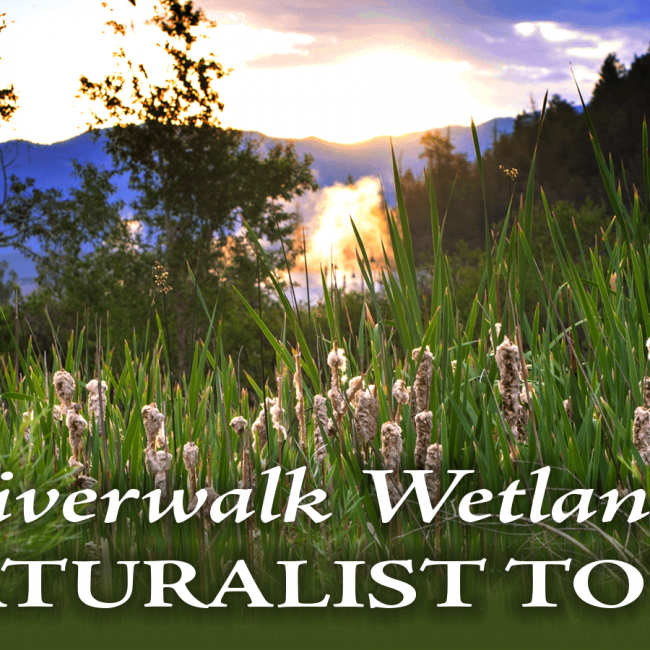 Riverwalk Naturalist Tour